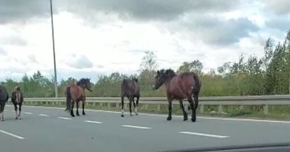 Do nietypowego zdarzenia doszło w okolicach Ełku. Na drodze krajowej nr 16 spacerowało... stado koni. Informację otrzymaliśmy na Gorącą Linię RMF FM.