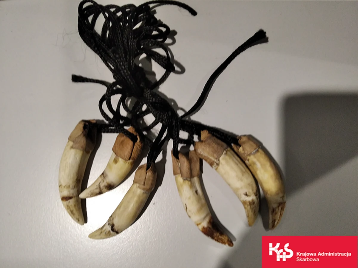 Polka chciała mieć pamiątkę z urlopu w Afryce. Kupiła sześć wisiorków z zębami krokodyla i włożyła do walizki. Na lotnisku w Warszawie wisiorki znaleźli funkcjonariusze KAS i je zabrali. Kobieta nie miała odpowiedniego zezwolenia na przywóz.