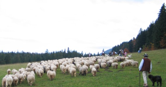 Bacowie w najbliższą sobotę planują zejść z hal i polan, na których paśli owce od wiosny. Kończy się także sezon na prawdziwego oscypka, który musi być wyprodukowany z mleka owczego - informuje prezes Stowarzyszenia Produktu Górskiego Andrzej Gąsienica Makowski.