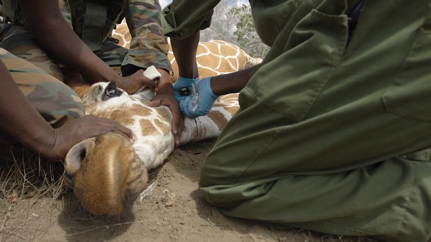 Strażnicy przyrody z Kenii podzielili się nagraniem z akcji ratunkowej żyrafy. Czteroletnia samica zaplątała się we wnyki i gdyby nie pomoc człowieka, mogłoby to skończyć się dla niej tragicznie.