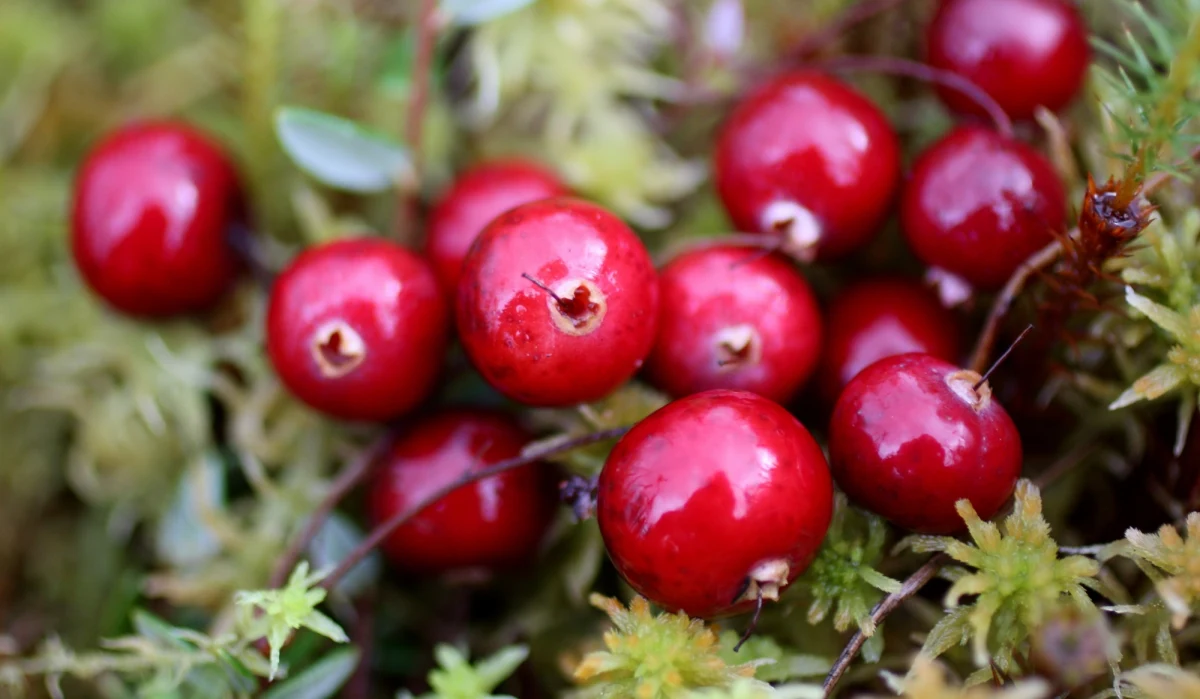 ​W jednej z wiosek w Karelii, republice leżącej przy granicy z Finlandią, Rosjanom nie udało się nikogo zmobilizować. Wezwani rekruci nie stawili się w komisji i administracja tłumaczy to... sezonem zbiorów żurawiny.