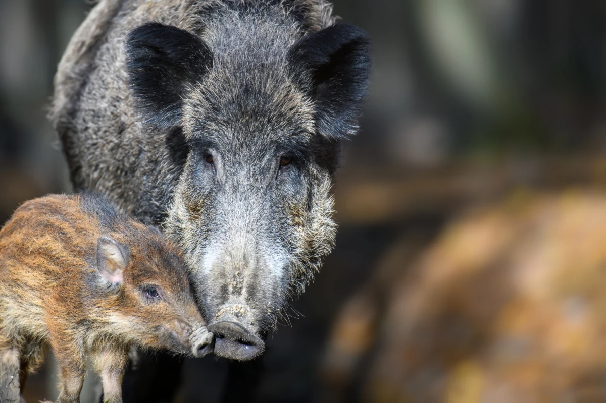 Co najmniej 14 dzików, w tym locha z młodymi, grasuje na rzeszowskich bulwarach. Służby miejskie dostały zgłoszenia od przechodniów w czwartek rano. Na miejsce wysłano patrole policji, straży miejskiej i straży pożarnej. Zapadła decyzja, że kolejna próba przepłoszenia zwierząt, jeśli same nie wrócą do lasu, zostanie podjęta w piątek rano.
