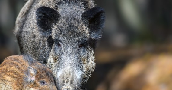 Co najmniej 14 dzików, w tym locha z młodymi, grasuje na rzeszowskich bulwarach. Służby miejskie dostały zgłoszenia od przechodniów w czwartek rano. Na miejsce wysłano patrole policji, straży miejskiej i straży pożarnej. Zapadła decyzja, że kolejna próba przepłoszenia zwierząt, jeśli same nie wrócą do lasu, zostanie podjęta w piątek rano.
