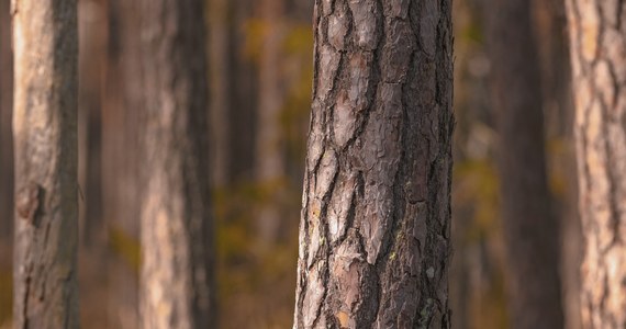 W nadleśnictwie Nowe Ramuki niedaleko Olsztyna leśnicy podczas wycinki drzew znaleźli w trzech drzewach metalowe pręty. Ktoś mógł je celowo umieścić, aby utrudnić ich pracę. 