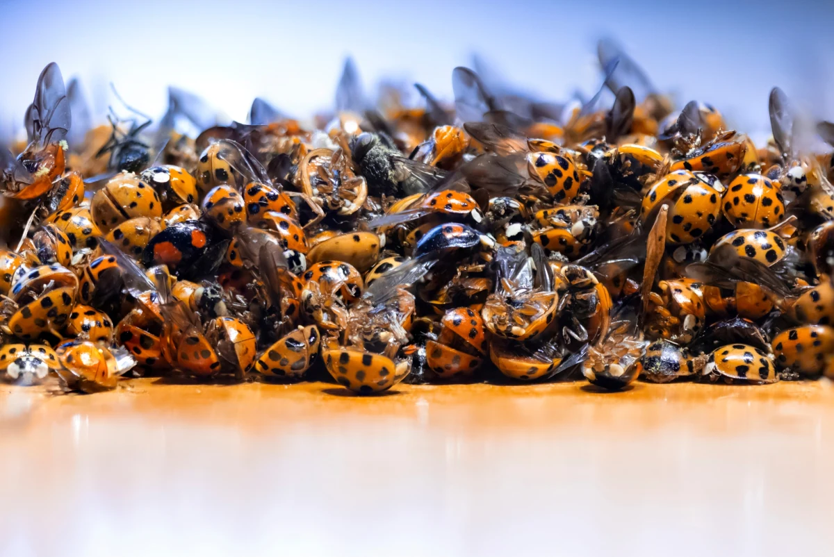 Na ścianie Centrum Edukacji Przyrodniczej Tatrzańskiego Parku Narodowego w Zakopanem pojawiły się tysiące osobników obcego gatunku - biedronki azjatyckiej. To niebezpieczny dla naszej przyrody owad i może ukąsić człowieka powodując reakcje alergiczne – ostrzega przyrodnik z Działu Edukacji TPN Marek Kot.