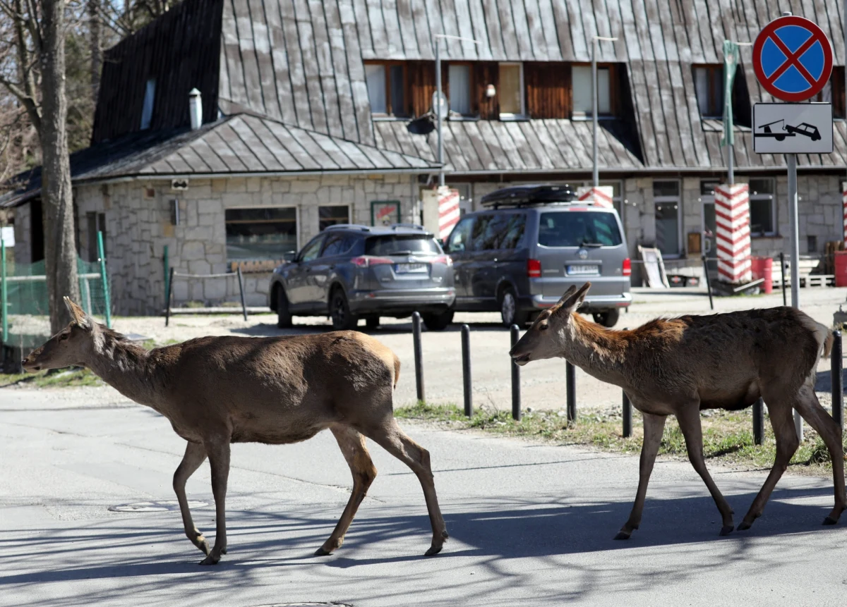 Przyrodnicy z Tatrzańskiego Parku Narodowego informują, że coraz więcej zwierząt, które na co dzień żyją w Tatrach nie boi się docierać do zaludnionych miejsc. W czwartek małe stadko łań można było zaobserwować m.in. na Rondzie Brata Alberta. Łanie spokojnie sobie leżały  na zielonej części ronda, a wokół jeździły samochody - podaje portal zakopane.naszemiasto.pl