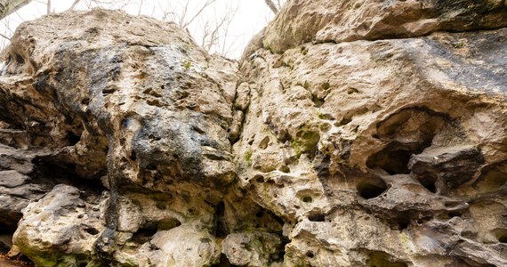Nie kilkadziesiąt tysięcy lat, ale około pół miliona lat mają narzędzia krzemienne odkryte ponad 50 lat temu w jaskini Tunel Wielki w Małopolsce – wynika z najnowszych analiz. Oznacza to, że są to jedne z najstarszych na obecnych ziemiach Polski wytwory rąk człowieka.