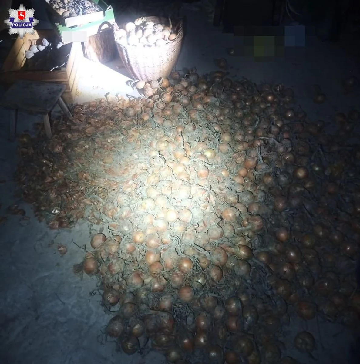 Na gorącym uczynku policjanci złapali 56-latkę i jej 59-letniego partnera, którzy pod osłoną nocy kradli cebulę z pola w okolicach Tarnogrodu na Lubelszczyźnie.

