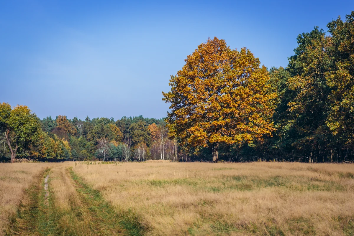 Sąd Rejonowy w Pruszkowie skazał prezesa spółki, która budowała osiedle w otulinie Kampinosu i rezerwatu Łosiowe Błota. Marian O. musi m.in. zapłacić 100 tys. złotych grzywny oraz wpłacić 20 tys. nawiązki na rzecz NFOŚiGW - dowiedziała się PAP.