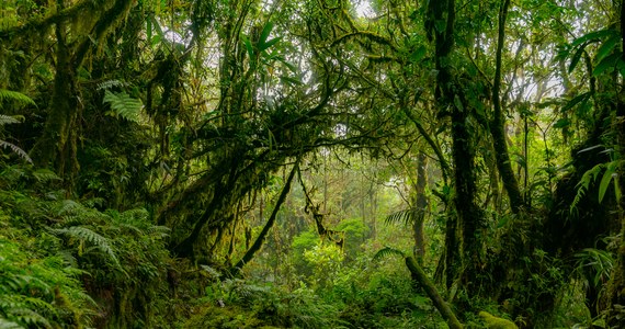 Brazylijscy naukowcy podczas wyprawy, którą przygotowywali przez dwa lata, po dwutygodniowej pieszej wędrówce przez dziewicze lasy deszczowe Amazonii odnaleźli najwyższe drzewo, jakie kiedykolwiek odnaleziono w Puszczy Amazońskiej: to orzech, który ma 88,5 m wysokości i pień o średnicy 9,9 m.