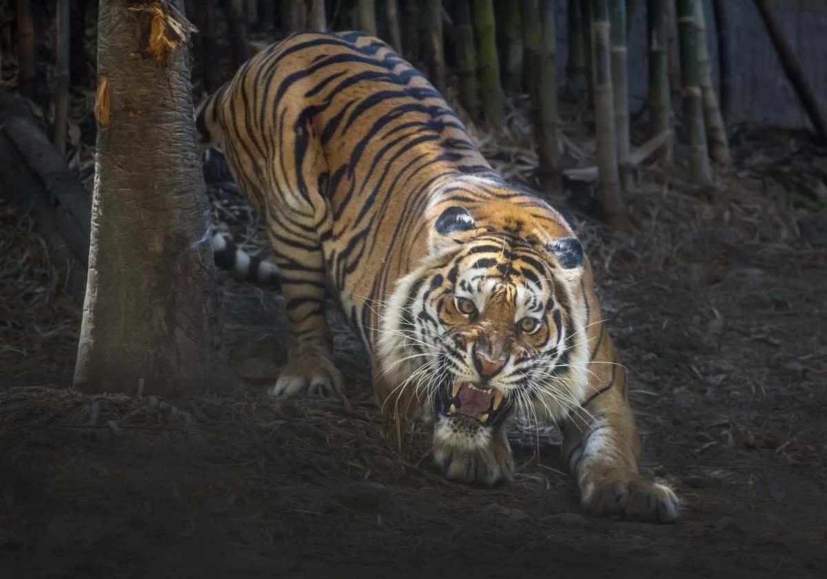 ​Policji w Indiach udało się zastrzelić tygrysa zwanego "ludożercą Champaran". Zwierzę zabiło co najmniej dziewięć osób w stanie Bihar - podaje portal bbc.co.uk.