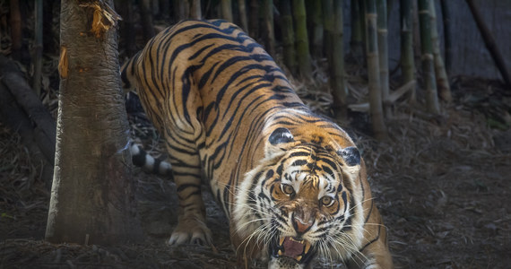 ​Policji w Indiach udało się zastrzelić tygrysa zwanego "ludożercą Champaran". Zwierzę zabiło co najmniej dziewięć osób w stanie Bihar - podaje portal bbc.co.uk.