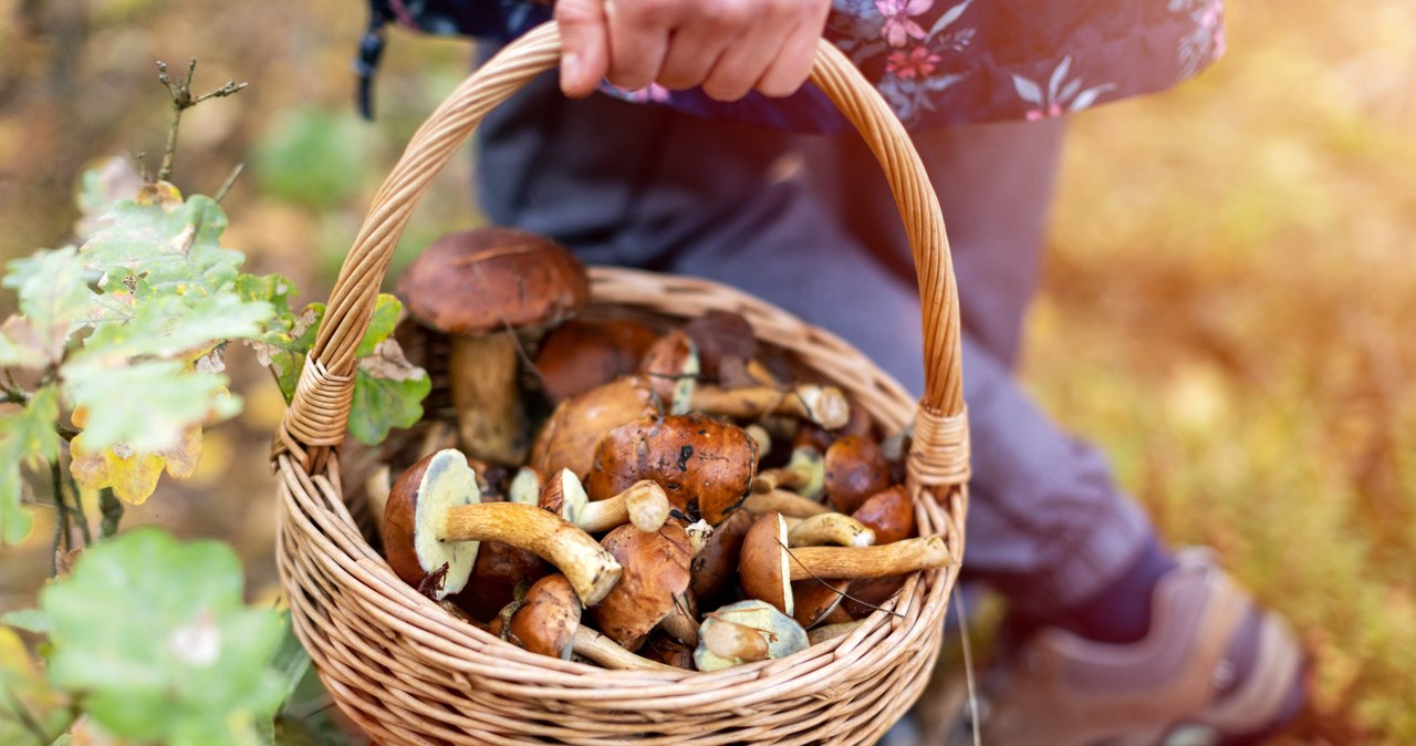 Jesień, najlepszy, czas, grzybiarzy, Właśnie, okresie, mogą, połączyć, spacery, lesie, poszukiwaniami, okazałych, gatunków, grzy Kiedy najlepiej iść na grzyby? O tej porze wrócisz z pełnym koszykiem