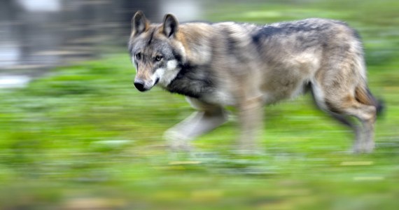 Widok dzików na warszawskich osiedlach nikogo już specjalnie nie dziwi – zwierzęta często opuszczają lasy, by szukać w miastach pożywienia. W stolicy, a zwłaszcza na jej obrzeżach, coraz częściej można natknąć się jednak na wilki. Pracownicy Lasów Miejskich dostają coraz więcej informacji o takich spotkaniach.