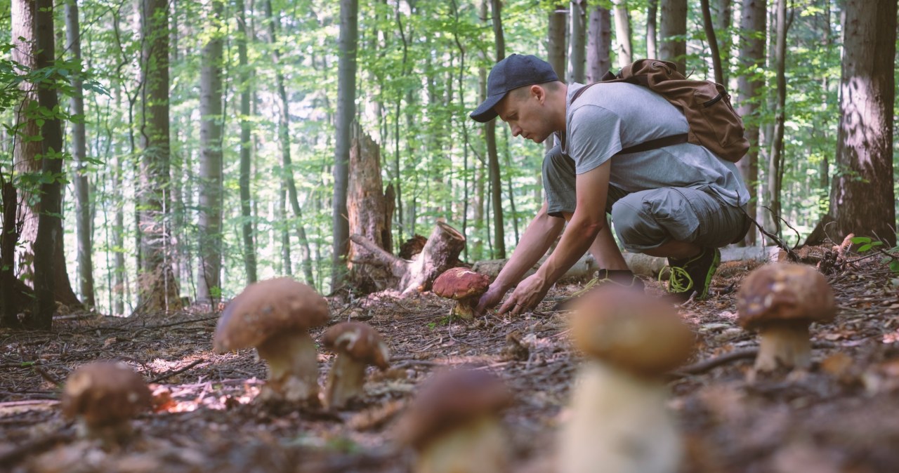 Koniec bezgrzybia w Polsce? Wieści są optymistyczne