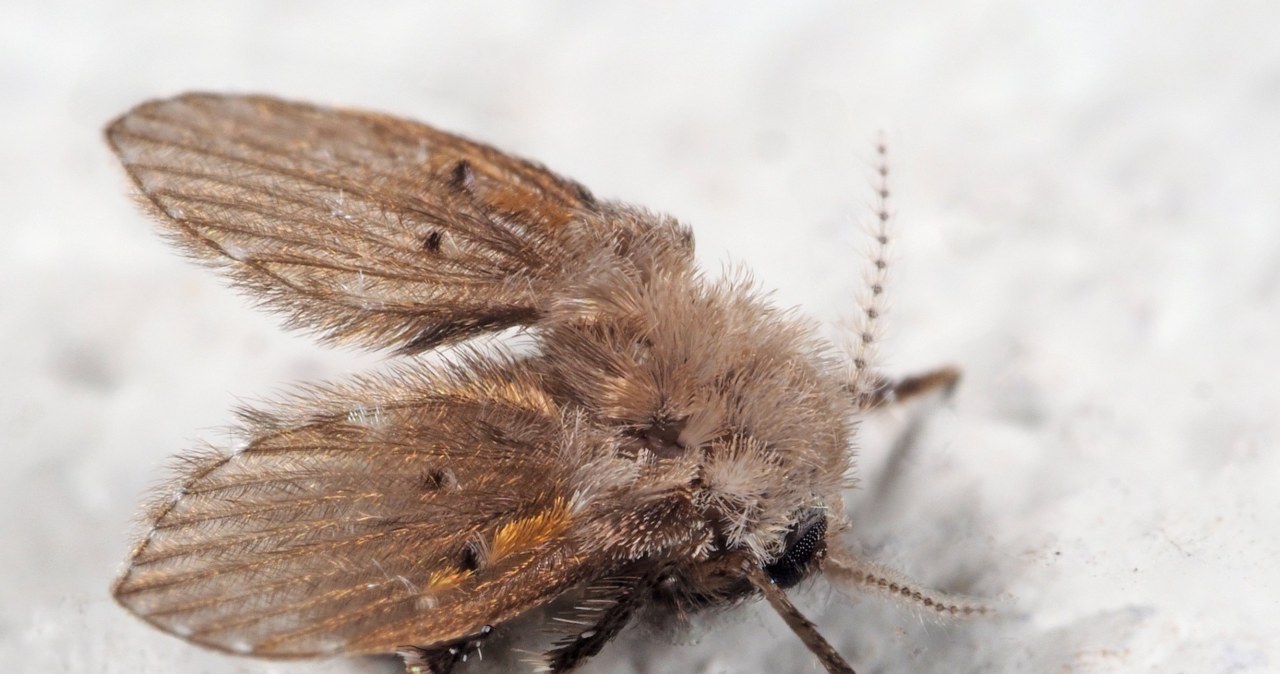 Widzisz takie owady w łazience? Tak pozbędziesz się ich z odpływów