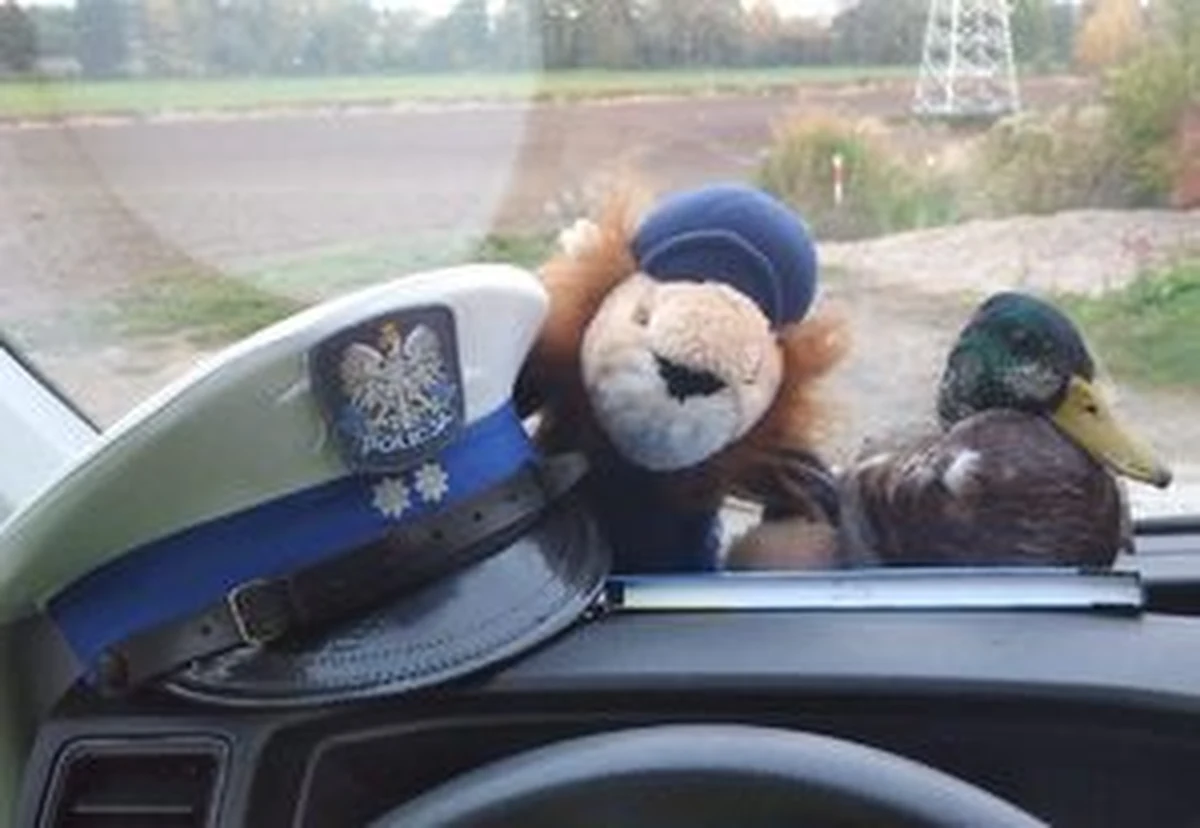 Wystraszona dzika kaczka, która nie mogła poderwać się do lotu, leżała na jezdni niedaleko Ronda Solidarności w Świebodzicach. Uratowali ją policjanci z drogówki.  

