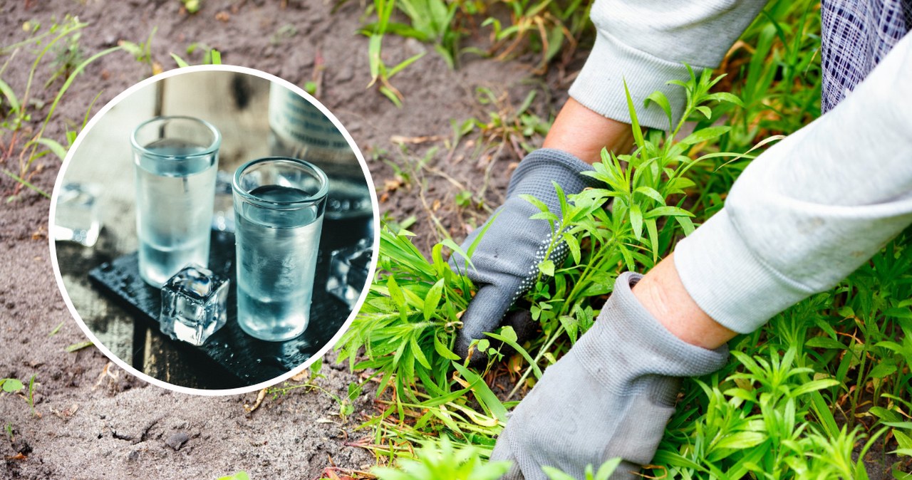 Te rośliny atakują tuż po zimie. Jak radzić sobie z nimi w ogrodzie? Te rośliny atakują tuż po zimie. Jak radzić sobie z nimi w ogrodzie?