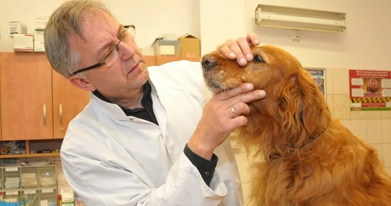 ​Naukowcy Uniwersytetu Przyrodniczego we Wrocławiu prowadzą badania kliniczne nad nowym lekiem na atopowe zapalenie skóry u psów. Wyniki mają być znane w drugiej połowie 2023 roku.