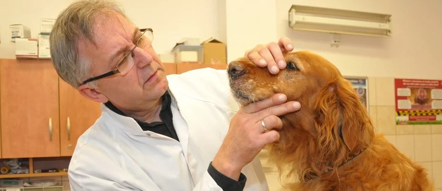 ​Naukowcy Uniwersytetu Przyrodniczego we Wrocławiu prowadzą badania kliniczne nad nowym lekiem na atopowe zapalenie skóry u psów. Wyniki mają być znane w drugiej połowie 2023 roku.