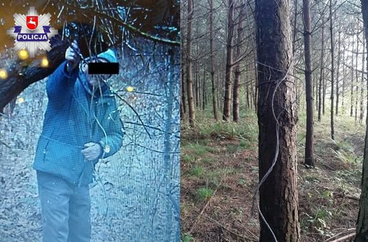 69-latek z gminy Bełżec odpowie za kłusownictwo. Przypuszczenia myśliwych i policjantów, że to on stoi za zabiciem w lesie jelenia, potwierdziły zdjęcia z fotopułapki i mięso znalezione w zamrażace.    

