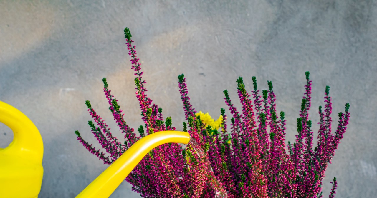 Jesienią podlewaj tym wrzosy w doniczkach. Będą długo cieszyły oko