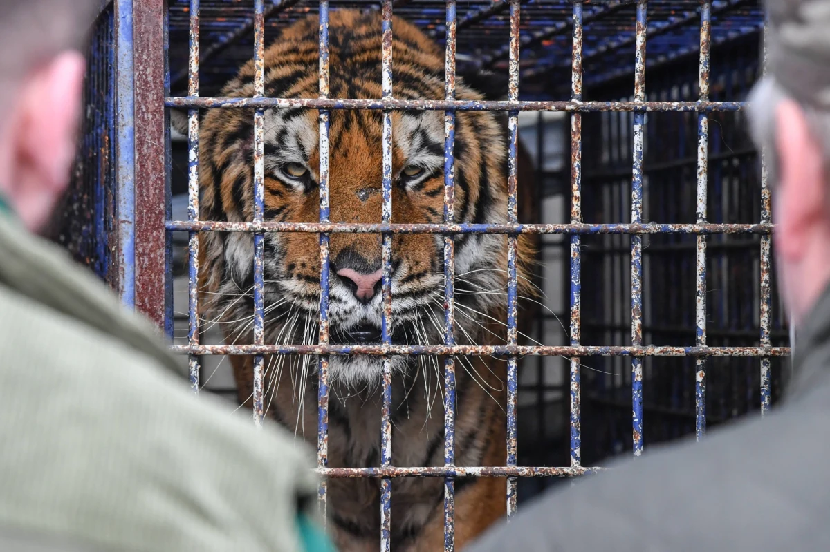 Pięć osób zostało oskarżonych w sprawie transportu tygrysów w nieodpowiednich warunkach z Włoch do Rosji. Ciężarówka z dziesięcioma zwierzętami w 2019 roku utknęła, z powodu niedopełnienia formalności, na granicy polsko-białoruskiej w Koroszczynie. Jeden z tygrysów nie przeżył transportu.

