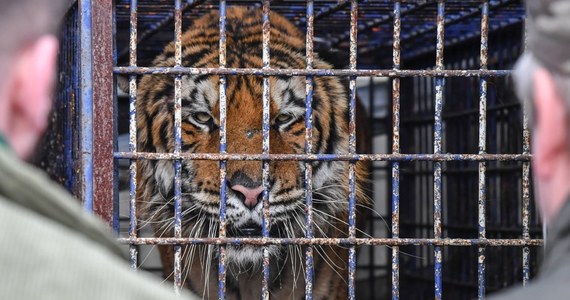 Pięć osób zostało oskarżonych w sprawie transportu tygrysów w nieodpowiednich warunkach z Włoch do Rosji. Ciężarówka z dziesięcioma zwierzętami w 2019 roku utknęła, z powodu niedopełnienia formalności, na granicy polsko-białoruskiej w Koroszczynie. Jeden z tygrysów nie przeżył transportu.


