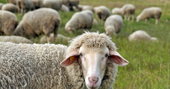 Prokuratura Rejonowa w Gdańsku wszczęła śledztwo w sprawie korupcji i działaniu na szkodę instytucji przy zamówieniu na wypas owiec nad Martwą Wisłą, które kosztowało 150 tys. zł - dowiedziała się PAP.

