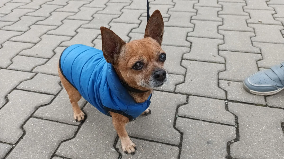 Kilkadziesiąt psiaków wzięło dziś udział w Marszu Kejtra, organizowanym w Poznaniu! Kejtry, czyli po poznańsku psy, przeszły ze swoimi właścicielami sprzed lokomotywy Lecha Poznań do pobliskiego Lasku Marcelińskiego. Tam razem bawiły się i spacerowały.