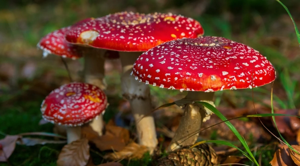 ​W mediach społecznościowych pojawia się coraz więcej wpisów dotyczących muchomorów czerwonych. Niektórzy influencerzy zachęcają swoich obserwujących do zjedzenia trujących grzybów. Lekarze i naukowcy podkreślają jednak, że są to działania skandaliczne, a samo spożycie muchomora może skończyć się poważnymi kłopotami zdrowotnymi.
