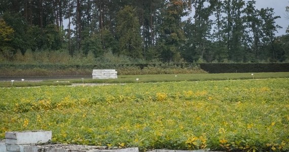 Leśnicy z Regionalnej Dyrekcji Lasów Państwowych w Olsztynie chcą w tym roku zebrać około 70 ton żołędzi. Dzięki nim będzie można wyhodować nawet 9 milionów sadzonek dębów. Zanim jednak będzie można je zasadzić, żołędzie muszą przejść m.in. spławianie oraz termoterapię. Potem trafią do szkółki leśnej.