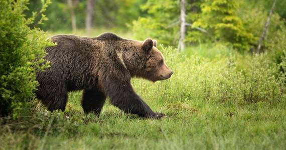 Prawie 200-kilogramowy niedźwiedź uciął sobie drzemkę pod werandą jednego z domów w mieście Durango w amerykańskim stanie Kolorado. Według pracowników organizacji zajmującej się dziką florą i fauną, zwierzę prawdopodobnie szukało dobrego schronienia na zimę.