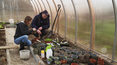 "Rolnicy": Nauka cierpliwości przy uprawie roślin w tunelu 