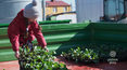 "Rolnicy": Praca i zabawa przy sadzeniu kapusty 