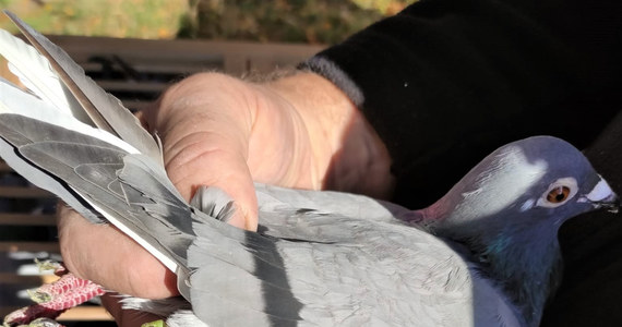 13 gołębi pocztowych, skradzionych hodowcy z Nowego Sącza, odzyskali policjanci. Właściciel przedstawił niezbite dowody, że ptaki są jego: numery na obrączkach zgadzały się z dokumentacją, którą przedstawił funkcjonariuszom.

