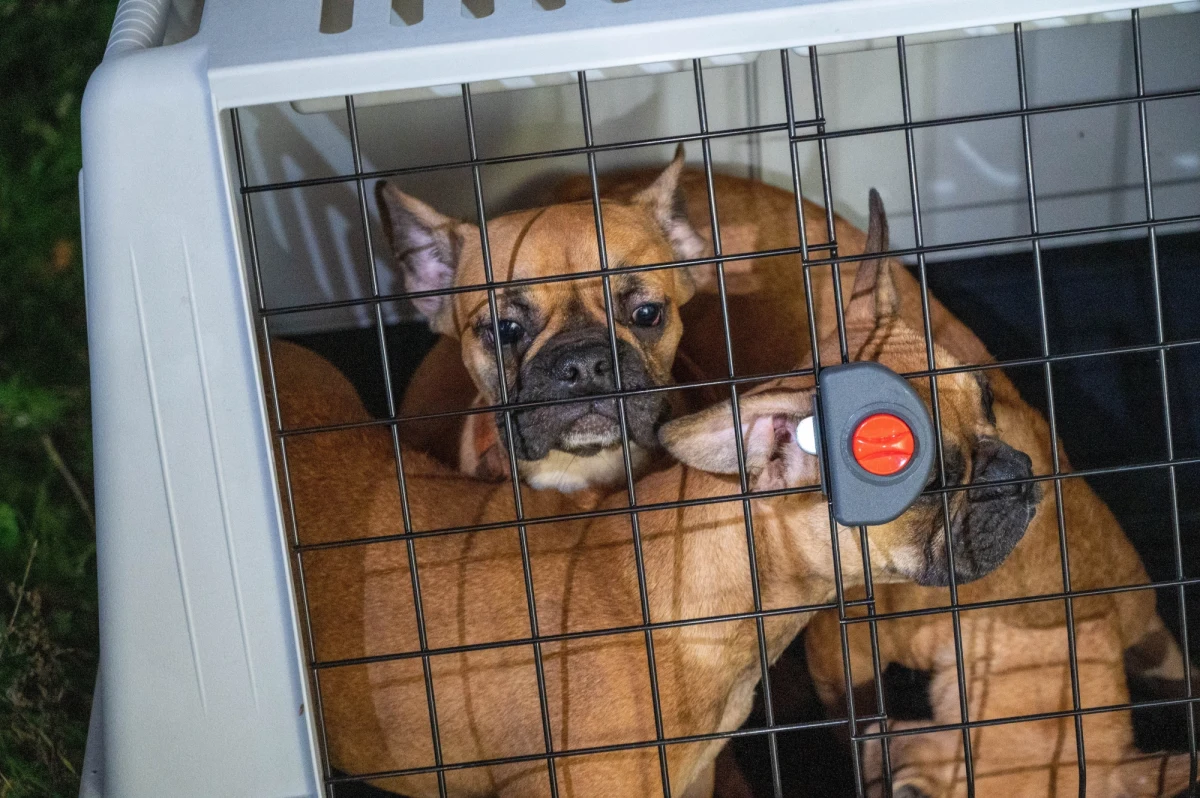 Do trzech lat więzienia grozi mieszkance Łodzi, która w fatalnych warunkach trzymała w niewielkim mieszkaniu niemal 94 psy. Kobieta miała oficjalnie zarejestrowaną hodowlę. "Psy były pokryte odchodami, kleiły się od moczu, większość miała zmiany na skórze oraz w obrębie uszu, oznaki stanu zapalnego, przerośnięte pazury" – relacjonował rzecznik Prokuratury Okręgowej w Łodzi Krzysztof Kopania.