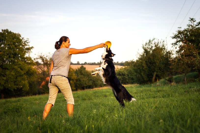 Border collie Rośliny i zwierzęta - najważniejsze informacje