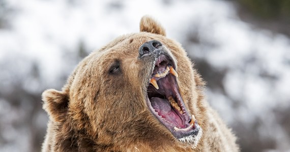 ​Do ataku niedźwiedzia na człowieka doszło w leśnictwie Tworylczyk w Bieszczadach. Drapieżnik zaatakował miejscowego leśniczego.