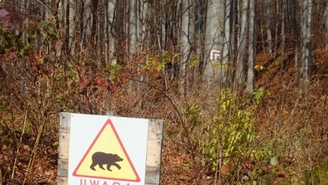 Atak niedźwiedzia w Bieszczadach. Leśniczy ciężko ranny