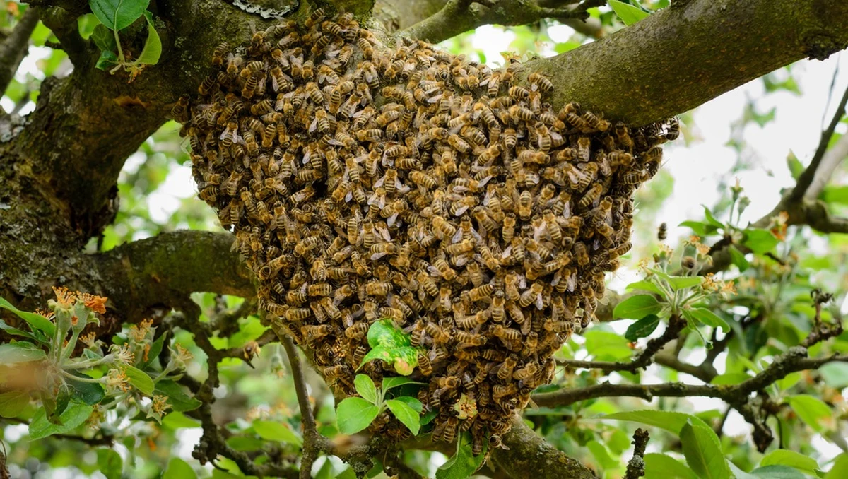Kilka zarzutów, w tym napaść z użyciem niebezpiecznej broni, usłyszała 55-letnia kobieta, która w mieście Longmeadow w amerykańskim stanie Massachusetts wypuściła na policjantów rój pszczół. Funkcjonariusze wykonywali nakaz eksmisji. Owady użądliły kilka osób, w tym przechodniów.