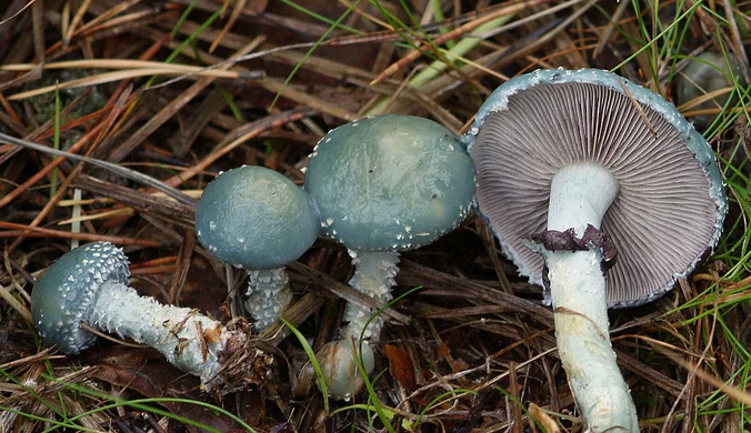 Niebieski grzyb zwraca uwagę w polskich lasach. Ma wyjątkowe właściwości