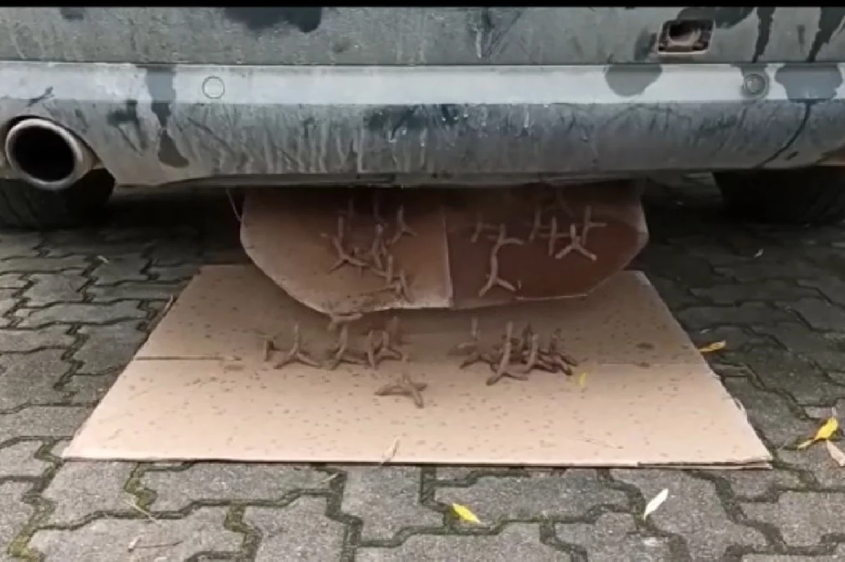 22 tys. paczek papierosów bez akcyzy o wartości ponad 324 tys. zł przejęli funkcjonariusze Straży Granicznej. W czasie akcji zatrzymano trzy osoby i zabezpieczono samochód, którym przewożona była kontrabanda. Przemytnicy w niecodzienny sposób przygotowali pojazd do podróży.