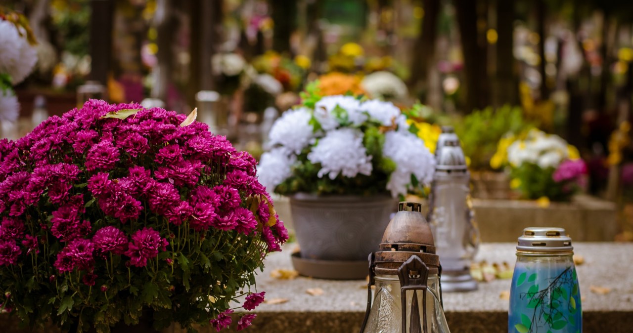 Są równie piękne, a bardziej wytrzymałe niż chryzantemy. Ozdobią grób aż do grudnia