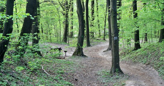 Prokuratura wszczęła śledztwo ws. zwłok znalezionych w Lesie Wolskim w Krakowie. Sprawa badana jest pod kątem zabójstwa. 