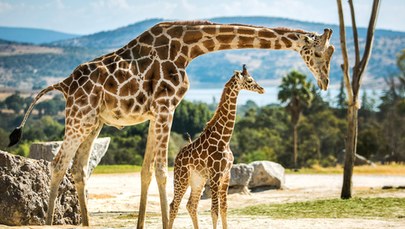 Tragedia w parku safari. Żyrafa stratowała 16-miesięczne dziecko