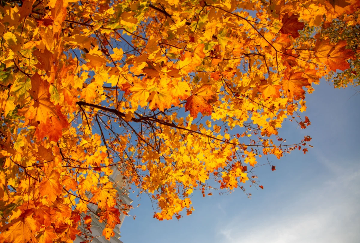Za sprawą klina wyżowego na zachodzie Polski będzie dziś pogodnie i ciepło. W centrum i na wschodzie może pojawić więcej chmur. Prognozowane są tam także słabe opady deszcz. W niektórych miejscach termometry pokażą 19 st. C. Jak powiedział Jakub Gawron z IMGW-PIB, w nocy od zachodu wkroczy zatoka niżowa z ciepłym i wilgotnym powietrzem.