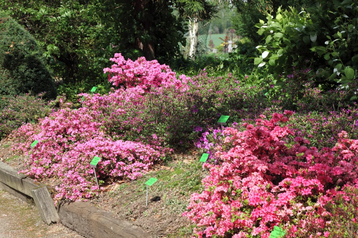​Jeszcze tylko dzisiaj czynne będzie dla turystów Arboretum w Wojsławicach (Dolnośląskle). Na zakończenie sezonu przygotowano kilka atrakcji. Arboretum to jeden z najpiękniejszych parków na Dolnym Śląsku. Jest filią Ogrodu Botanicznego Uniwersytetu Wrocławskiego - podaje portal legnica.naszemiasto.pl