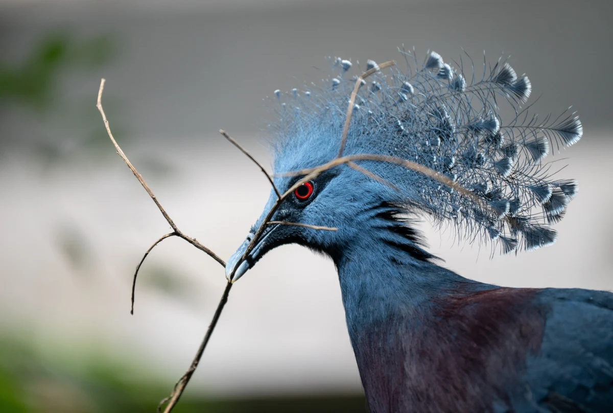 W Gdańskim Ogrodzie Zoologicznym na świat przyszedł koroniec plamoczuby - gatunek ptaka z rodziny gołębiowatych. Narodziny malucha to pierwszy odchów tego gatunku w gdańskim zoo - podaje portal gdansk.naszemiasto.pl.
