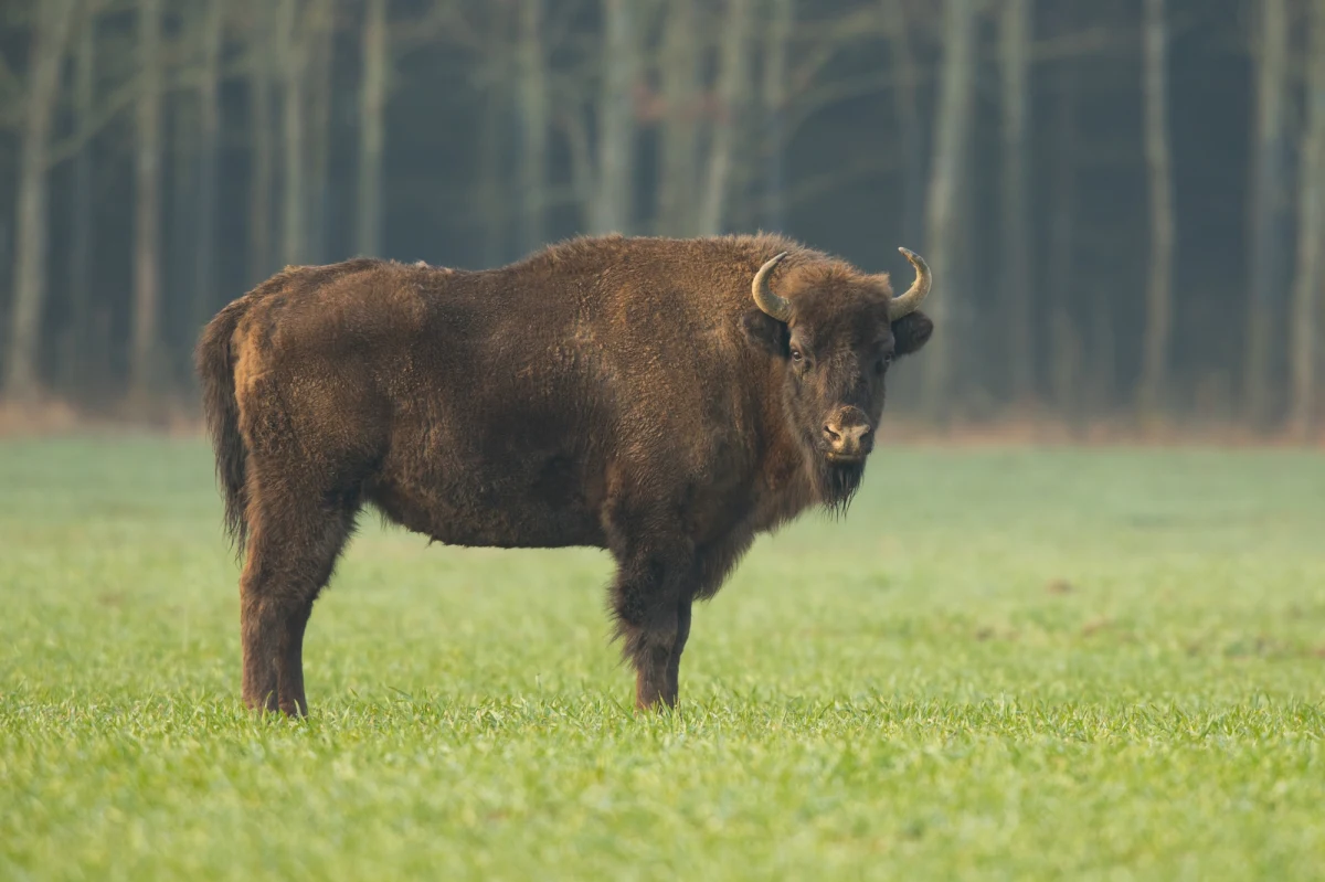 Na terenie Nadleśnictwa Świerczyna w Zachodniopomorskiem znaleziono w niedzielę zastrzeloną samicę żubra. To już czwarty taki przypadek w tym województwie w ostatnich dwóch miesiącach. Sprawcą okazał się myśliwy.